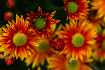 Orange chrysanthemums close-up in the garden. Beautiful autumn flower background. Soft focus and lighting. Blurred background with space for text.