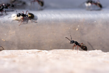 Close up macro of an ant trail transporting larvae across ground