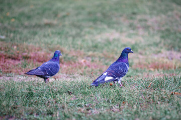 two pigeons walking on the grass. Valentine's Day. romantic atmosphere