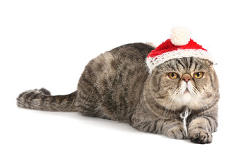 Cute exotic shorthair cat in Santa hat on white background