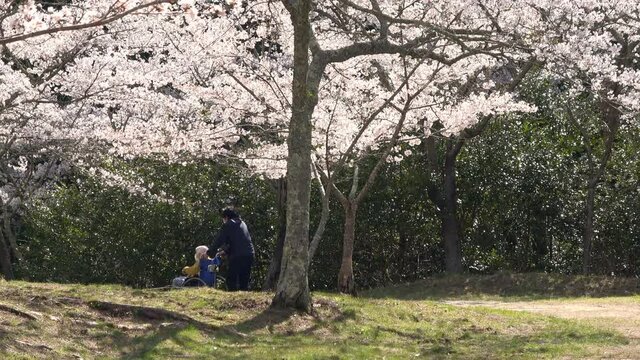 桜花見をする高齢者 車椅子 4K
