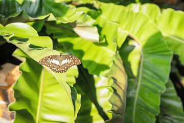 Close up of brown butterfly on a leaf. Surrounded by natural green leaves background, alive alone on sunlight morning and white circle-shaped on the brown wings of a tropical insect.
