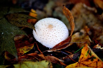Puffball (Latin name Lycoperdon) hidden in autumn l