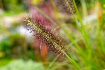Autumn grass in the garden. Blooming Pennisetum alopecuroides.