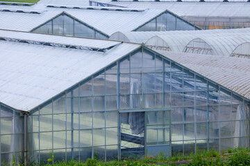 Fototapeta premium ビニールハウス
