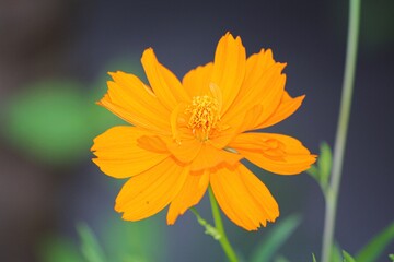 Close up of an orange cosmos flower