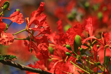 Close up of flame tree flowers, soft background