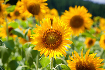 ヒマワリとミツバチ