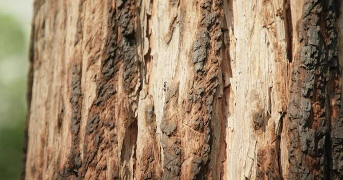 Cinematic shot of ant running by the scenic tree bark in sunlight. Small insect is moving up by the tree trunk. 4K outdoor nature background. Wildlife footage on sunny summer day