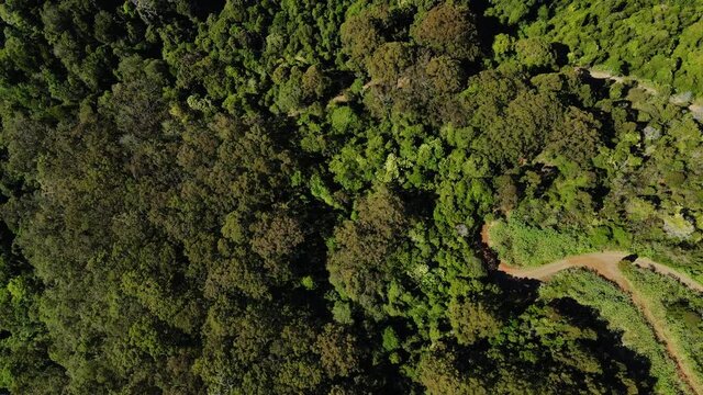 Walking Trails At Lamington National Park - Lush Green Forest Mountain On A Sunny Summer Day - Gold Coast Hinterland In Canungra, QLD, Australia.  -aerial drone shot