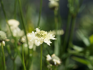 (Scabiosa ochroleuca) Inflorescence à bractée sphérique de Scabieuse ochroleuca suivie d'une floraison lumineuse jaune pâle à reflet ivoire