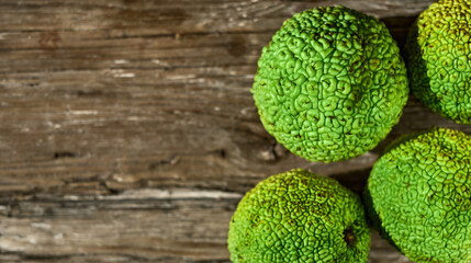 Green fruits of maclura pomifera, sedge orange or horse apple. Adam's apple on a wooden old table....