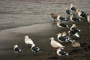 厳寒の江差・ウミネコ