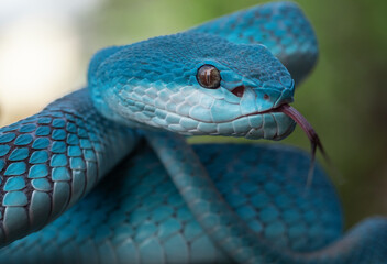 Fototapeta premium Blue Viper Snake
