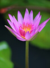 Obraz premium A semi-closed pink and yellow waterlily flower in a pond, soft background