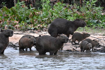 Capybara in the Pantanal, Brazil