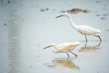 great egret (Ardea alba), Big white heron with fish on the beak.