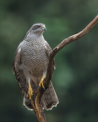 Northern Goshawk perched on a branch