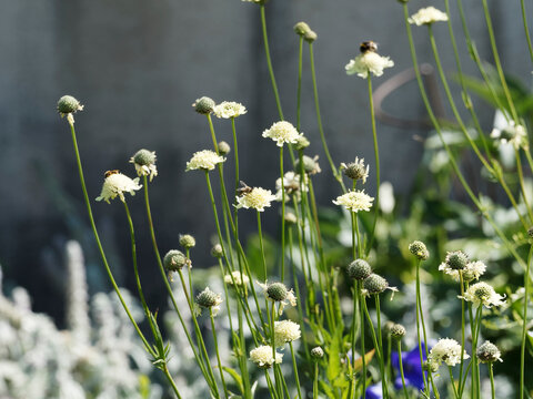 Scabiosa ou scabieuses ochroleuca &agrave; inflorescences en cymes jaune cr&egrave;me &agrave; reflets ivoire sur hampes souples &eacute;troitement ramifi&eacute;es