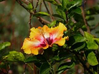 Sideview of a yellow orange hibiscus flower, also known as gumamela in the Philippines