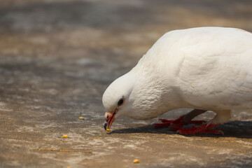 Pigeon  with a grain