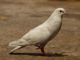 Pigeon 