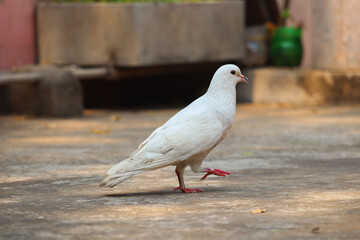 Pigeon