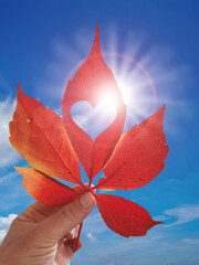 Herbstblatt vor blauem Himmel und Sonnenschein