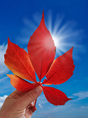 Herbstblatt vor blauem Himmel und Sonnenschein