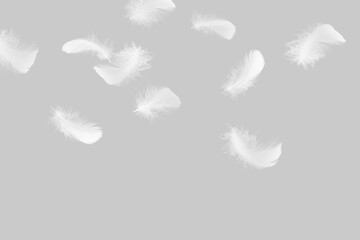 Fototapeta na wymiar Soft fluffy a white feathers falling down in the air. Feather abstract freedom concept. Gray background. 