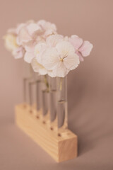 Pink hydrangea flowers in glass test tubes on a wooden stand