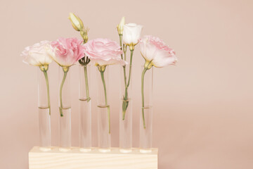 White and pink eustoma flowers in glass test tubes on a wooden stand