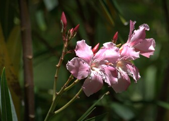 Blooming pink rhododendron flowers in the garden, soft background