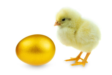 Chick and gold egg on white background