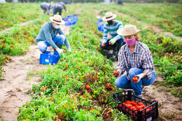 Team of workers in protective masks harvests tomatoes on farm field