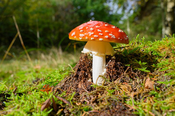 Schöner Fliegenpilz im Herbst auf einer Lichtung im Wald