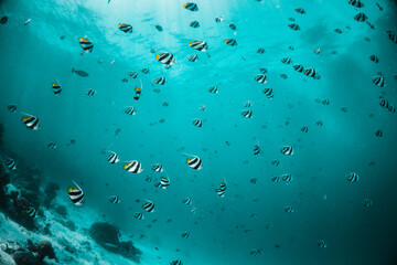 Schools of tropical reef fish swimming in clear blue water among colorful coral reef