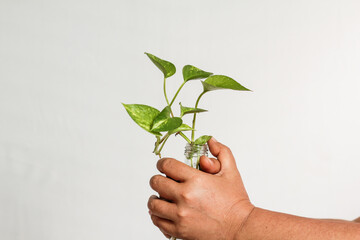 Fototapeta na wymiar plant in a bottle in a woman's hand. love the earth