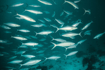 Fototapeta premium Schools of tropical reef fish swimming in clear blue water among colorful coral reef