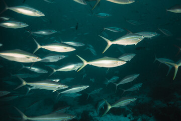 Fototapeta premium Schools of tropical reef fish swimming in clear blue water among colorful coral reef