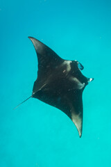 Beautiful and graceful  Manta ray swimming in clear blue water at the surface