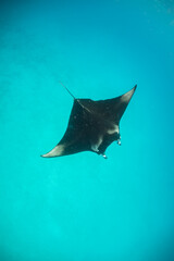 Beautiful and graceful  Manta ray swimming in clear blue water at the surface