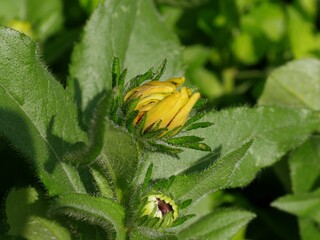 Green leaves with an unopened black-eyed Susan flower bud