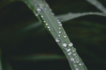 Droplet water on green leaves for nature background