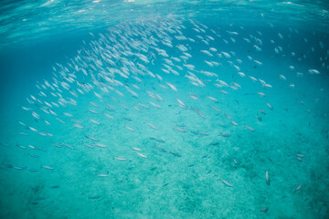 Schools of tropical reef fish swimming in clear blue water among colorful coral reef