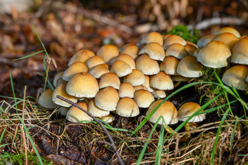 Pilzkolonie im Wald im Herbst