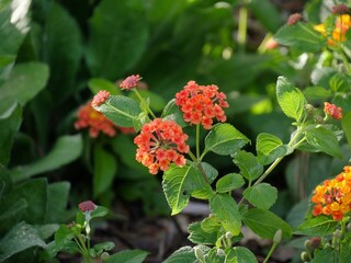 Clusters of colorful buttonsage flowers at a park