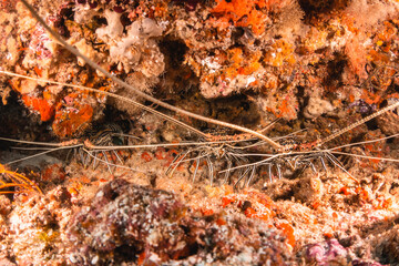 Fototapeta premium Lobsters resting among coral reef