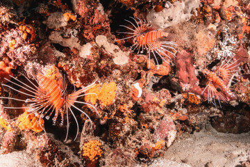 Naklejka na ściany i meble Lion fish resting among coral reef