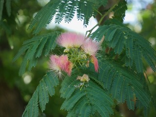 Medium wide clusters of pink siris in a garden